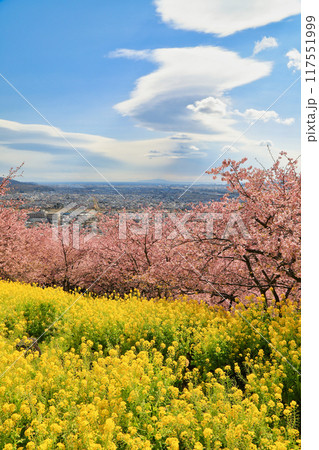 西平畑公園の河津桜と菜の花 ( 神奈川県 松田町 ) 西平畑公園の河津桜と菜の花 ( 神奈川県 松田町 ) 117551999