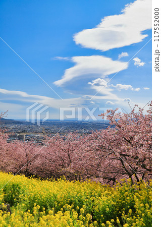 西平畑公園の河津桜と菜の花 ( 神奈川県 松田町 ) 西平畑公園の河津桜と菜の花 ( 神奈川県 松田町 ) 117552000