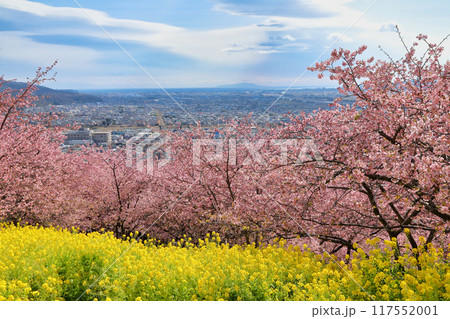 西平畑公園の河津桜と菜の花 ( 神奈川県 松田町 ) 117552001