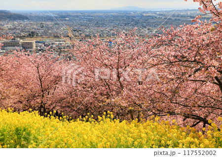 西平畑公園の河津桜と菜の花 ( 神奈川県 松田町 ) 西平畑公園の河津桜と菜の花 ( 神奈川県 松田町 ) 117552002