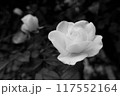 モノクロの薔薇の花 117552164