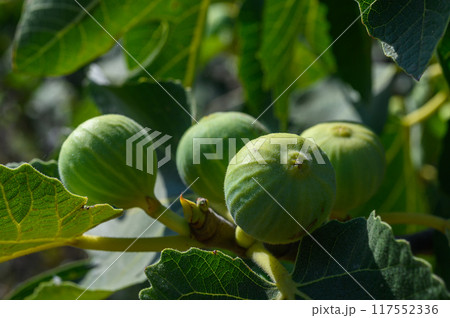 Branches of fig tree with green leaves and fruit 117552336