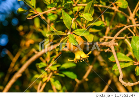 Low angle view of fruits growing on tree Low angle view of fruits growing on tree 117552347