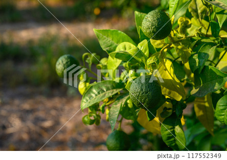 Oranges on a tree close-up, orchard, background 117552349