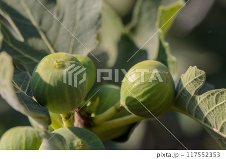 The tree with the green figs The tree with the green figs 117552353