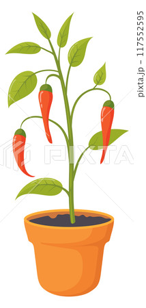 Pepper growing in flowerpot. Home garden vegetable icon Pepper growing in flowerpot. Home garden vegetable icon 117552595