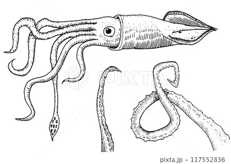 Detailed vintage line art drawing of a squid with intricate tentacles and suction cups, perfect for scientific and marine life illustrations. 117552836