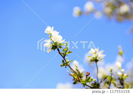 青空映え　リキュウバイの花 117553158