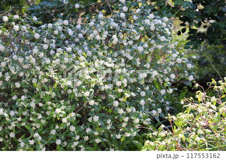 春の輝　ジンチョウゲの花 117553162