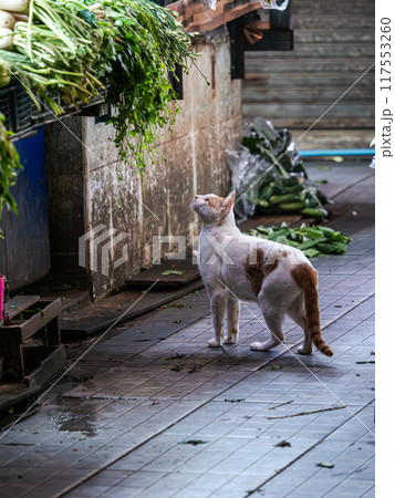 Cat Looking at Vegetables in Market 117553260