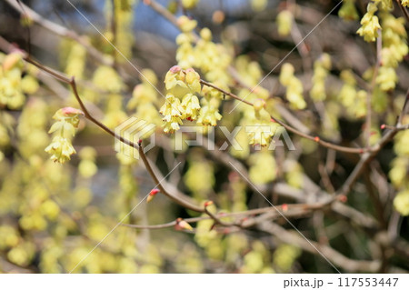 可愛い トサミズキの花 可愛い トサミズキの花 117553447