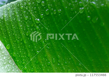 Close-up of fresh green leaf with raindrops, capturing the essence of a tropical rainforest 117553466