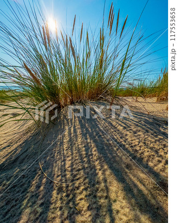 Sunny beach grass with long shadows on sandy dunes Sunny beach grass with long shadows on sandy dunes 117553658