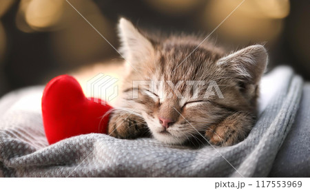 眠る可愛い子猫 眠る可愛い子猫 117553969