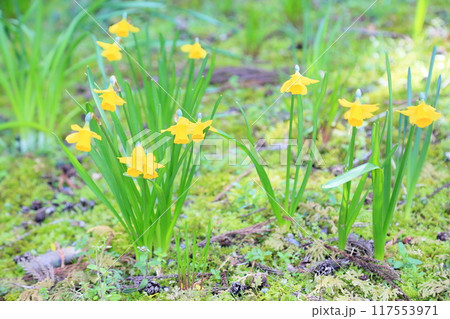小さいスイセンの花 ティタティタ 小さいスイセンの花 ティタティタ 117553971