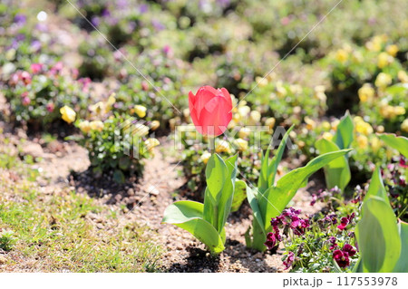 チューリップの花　咲いた 117553978