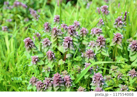 群生 ヒメオドリコソウの花 群生 ヒメオドリコソウの花 117554008