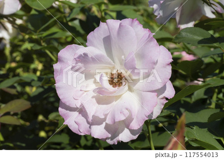 ピンクのバラの花 ピンクのバラの花 117554013