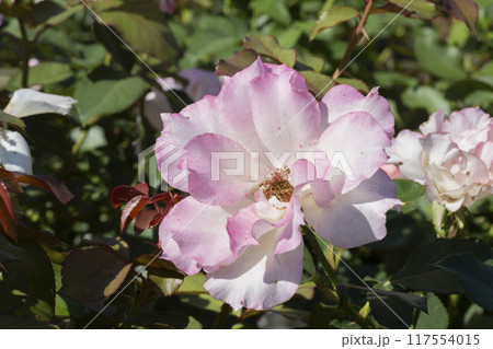 ピンクのバラの花 117554015