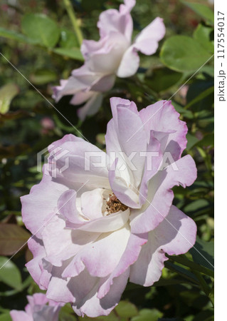 ピンクのバラの花 ピンクのバラの花 117554017