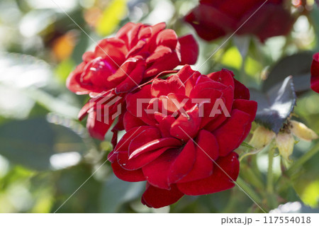 赤いバラの花 117554018
