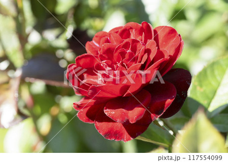 赤いバラの花 117554099