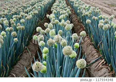 ネギのナンバーワンブランド・埼玉県深谷市のネギのネギボウズ 117554348