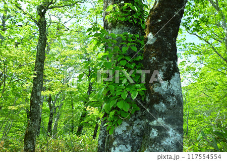 武尊　田代湿原　ブナ林の遊歩道　初夏の風景　群馬県　　　 117554554