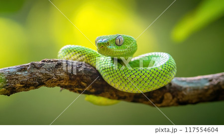 A green snake sitting on a branch with its eyes closed, AI 117554604
