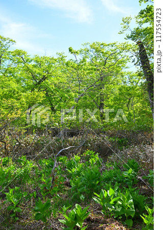 武尊 田代湿原 初夏の風景 群馬県 武尊 田代湿原 初夏の風景 群馬県 117554723