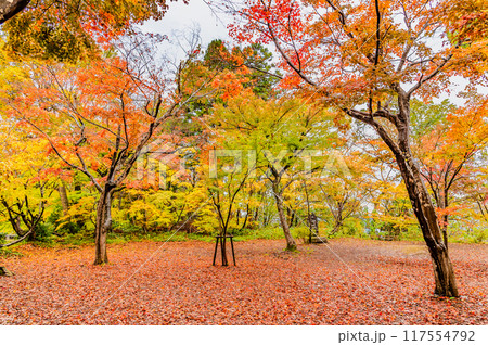 新潟 紅葉に染まるもみじ園 117554792