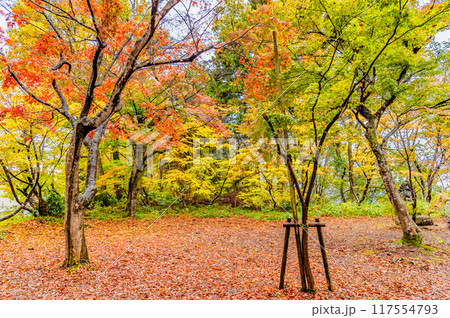 新潟 紅葉に染まるもみじ園 117554793