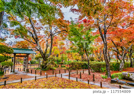 新潟 紅葉に染まるもみじ園 新潟 紅葉に染まるもみじ園 117554809