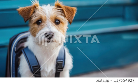 A small dog with a backpack sitting on the ground, AI 117554927