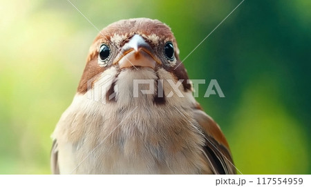 A close up of a bird with brown and white feathers, AI 117554959