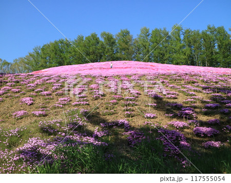 大空町のひがしもこと芝桜公園のピンクの丘 117555054
