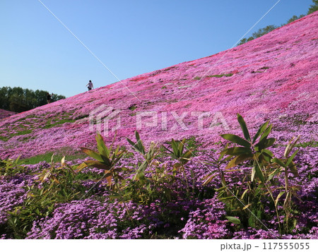 大空町のピンク色のひがしもこと芝桜公園 117555055
