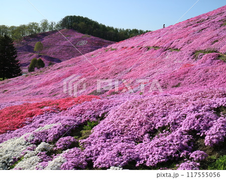 ピンクの絨毯を敷き詰めたような東藻琴芝桜公園 ピンクの絨毯を敷き詰めたような東藻琴芝桜公園 117555056