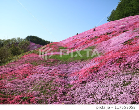 ピンクの絨毯を敷き詰めたような東藻琴芝桜公園 ピンクの絨毯を敷き詰めたような東藻琴芝桜公園 117555058