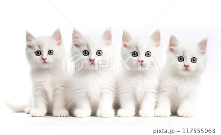 4匹のまっ白な子猫 117555063