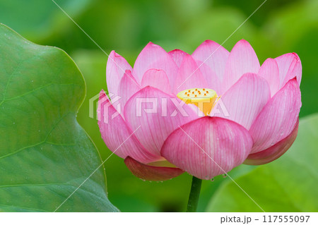 朝露のついた美しい蓮の花と葉 朝露のついた美しい蓮の花と葉 117555097