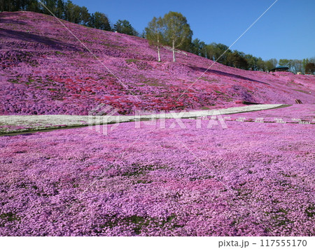 北海道大空町のひがしもこと芝桜公園 117555170