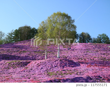 北海道大空町のひがしもこと芝桜公園 117555171