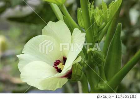 オクラの花 117555183