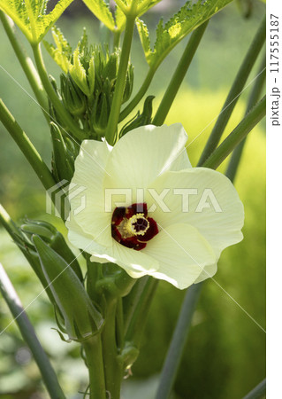 オクラの花 117555187