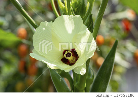 オクラの花 オクラの花 117555190