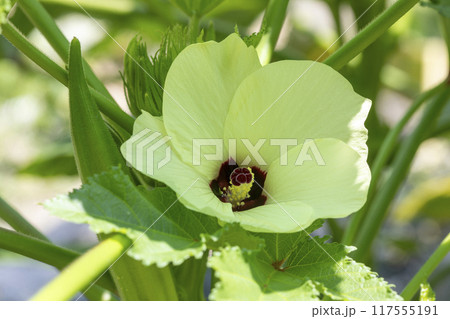 オクラの花 117555191
