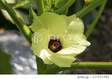 オクラの花 117555195