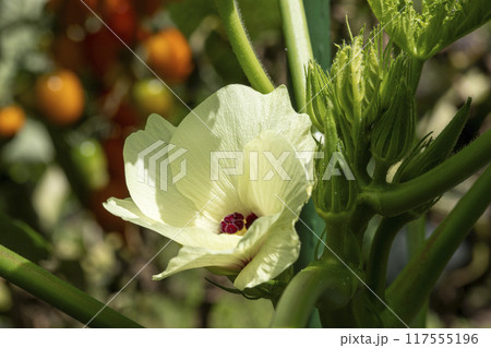 オクラの花 117555196