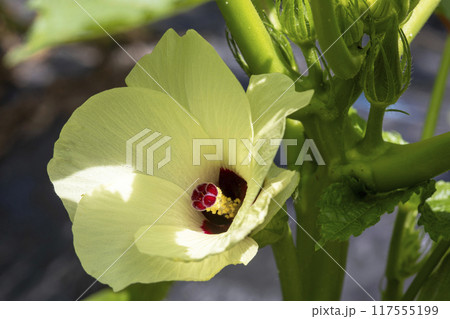 オクラの花 117555199